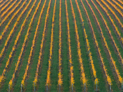 Aerial view over rows of grapevines with golden leaves in a hillside vineyard