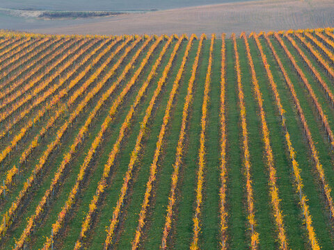 Aerial view over rows of grapevines with golden leaves in a hillside vineyard