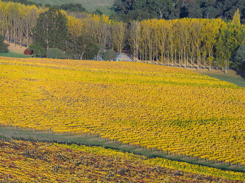 Aerial view of a hillside vineyard with grapevines covered in golden Autumn leaves