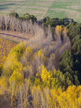 Aerial view of golden poplar trees planted in rows winding around a vineyard of colourful grapevines