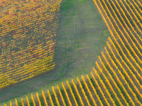 Aerial view over rows of grapevines with golden leaves in a hillside vineyard