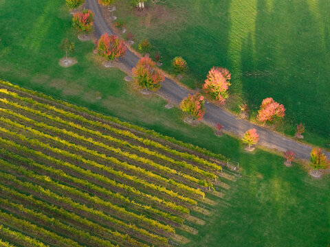 Aerial view of colourful Autumn trees lining a country road around adjacent golden grape vines