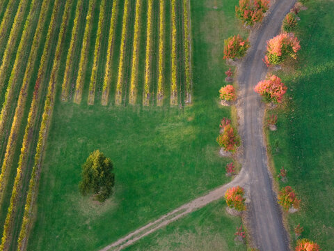 Aerial view of colourful Autumn trees lining a country road around adjacent golden grape vines