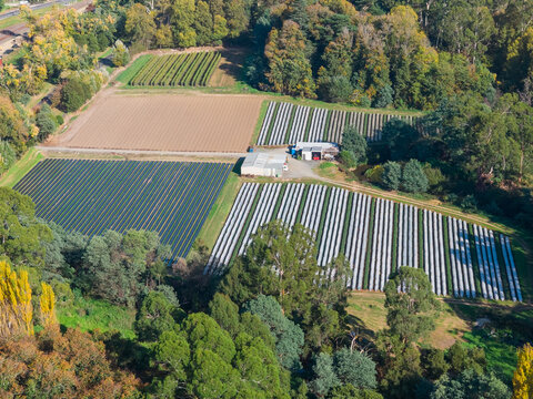 Aerial view of crops in a small market garden surrounded by forest