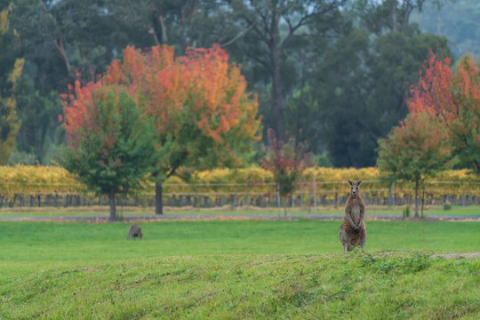 Large kangaroo standing on a dam bank in front Autumn trees and grapevines