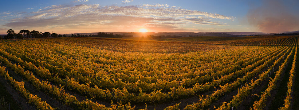 Aerial panorama view of a golden sunset over colourful grapevines in a vineyard