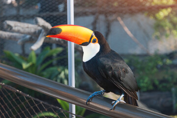 Fototapeta premium Toco toucan, a tropical bird, perching on a railing, showing its characteristic black plumage and orange beak