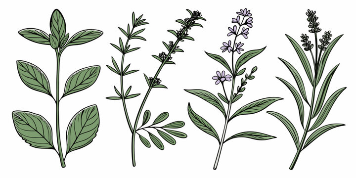 Set of fifty botanical herb on white background, ink line collection herbs line white background garden
