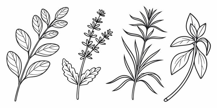 Set of fifty detailed botanical herb on white background, herbs thyme sage