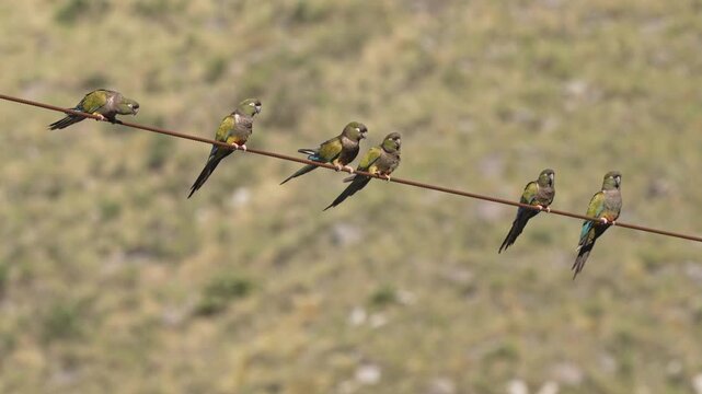 Group of barranquero parrots (Cyanoliseus patagonus) perch and interact on a high wire with a soft Patagonian hillside in the background, useful for wildlife or behavior studies.