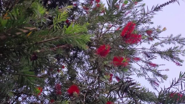 Red bottlebrush blossoms on tropical tree with rotating low angle perspective