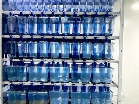 automated zebrafish housing rack system in a research laboratory