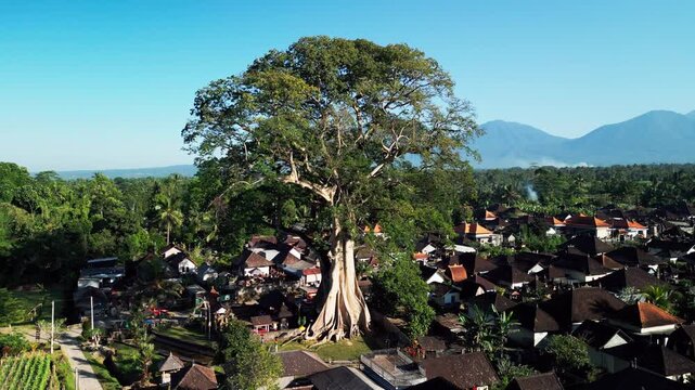 Massive banyan tree towering over a traditional Balinese village surrounded by tropical vegetation with a volcanic mountain background aerial drone footage