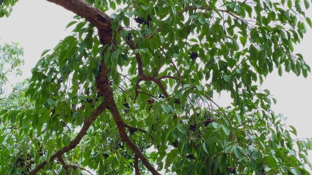 Detailed closeup of a jamun tree branch bearing clusters of ripe dark purple fruits surrounded by lush green leaves in natural daylight.