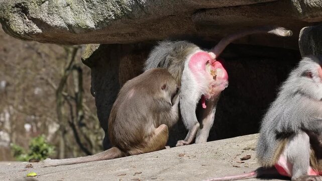 Hamadryas baboon, papio hamadryas, sitting together and grooming each other. Papio hamadryas is a species of baboon