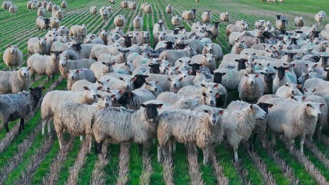 Slow drone slides right as black headed sheep watch the camera in Dobele, Latvia