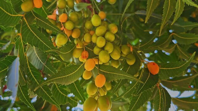 Close up of ripening neem fruits hanging in dense green foliage illuminated by natural sunlight showcasing a healthy tropical medicinal tree