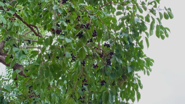 Closeup shot of ripe jamun fruit clusters hanging gracefully among lush green leaves, highlighting the natural beauty of a healthy tropical tree in daylight.