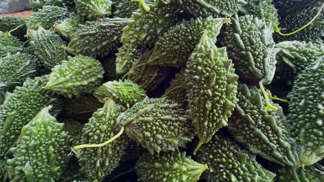 Macro tracking shot of freshly harvested bitter gourds highlighting intricate bumpy texture vibrant green color and premium market quality
