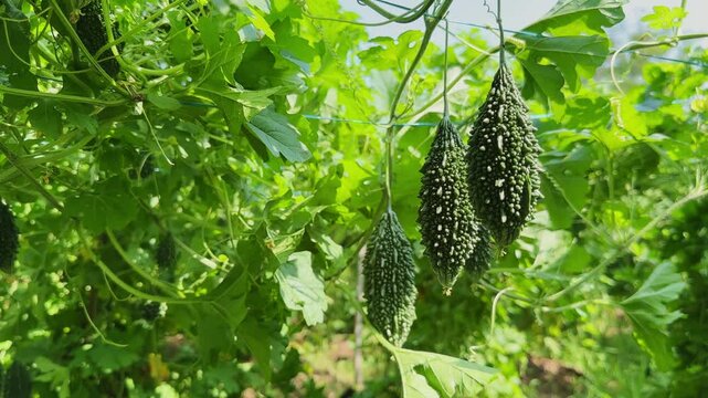 Close up of mature bitter gourd fruits gently swaying on healthy green vines in a sunlit farm showcasing fresh organic vegetable cultivation
