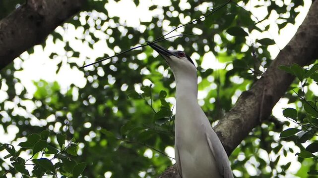 Wild black crowned night heron bird with a twig in its beak perched on a tree branch, gathering materials for nest building against lush green foliage.