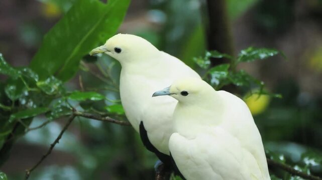 A pair of wild pied imperial pigeons resting together on a tree branch amidst lush green tropical foliage.