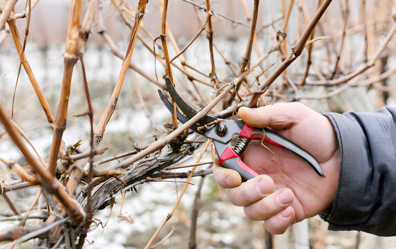 Winter pruning with Shears for trimming Grapevine canes in the Vineyard