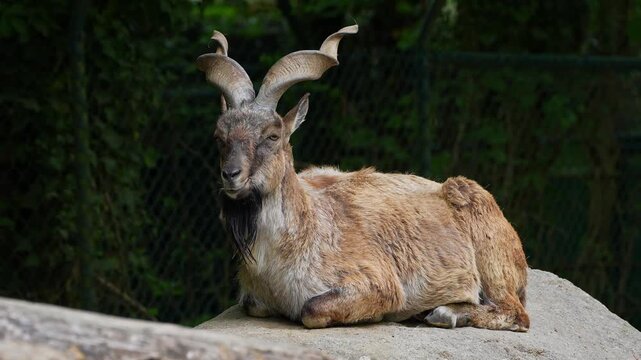 Turkmenian markhor, Capra falconeri heptneri. The name of this species comes from the shape of horns, twisting like a corkscrew or screw. Markhor is one of the symbols of Pakistan