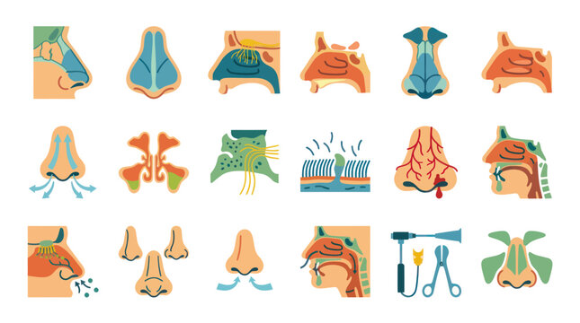Medical Illustration of Nose Anatomy, Sinus and Nasal Cavity Diagrams