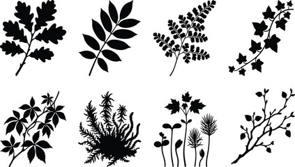Leaf and plant vector silhouettes set featuring oak fern ivy moss and forest twigs isolated on white background © bijoy