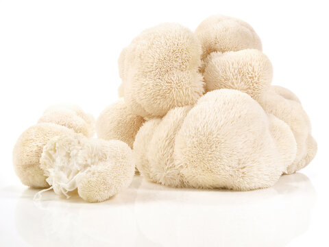 Food and Health - Fresh Hericium Mushroom on white Background