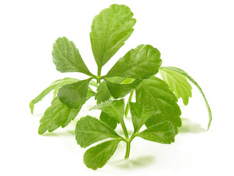 Food and Health - Jiaogulan Leaves on white Background
