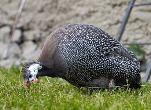 Guineafowl in italy  called Faraona in Carona, Bergamo, Italy