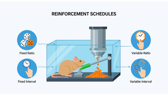 Psychology Reinforcement Schedules Infographic with lab rat in Skinner box and behavioral icons, ideal for educational presentations and psychology textbooks.