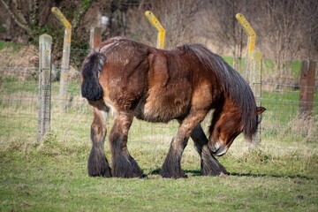 Majestic brown draft horse with a thick dark mane stands gracefully grazing in a lush green meadow on a bright and sunny spring morning afternoon © Muhammad