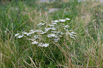 Common Yarrow Wildflowers Growing in Natural Meadow, White Achillea Millefolium Blooming in Summer Grassland © Iryna