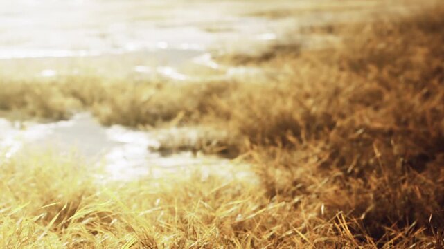 Tall grass grows around the water edge, with sunlight shining on the surface. The scene shows a natural setting with grass and reflections on the water.