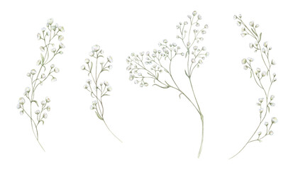 Watercolor illustration set of gypsophila flowers. White baby breath branches on isolated background. Botanical floral element for wedding invitation, greeting card, spa decor, romantic design. © Masha_tolk_art