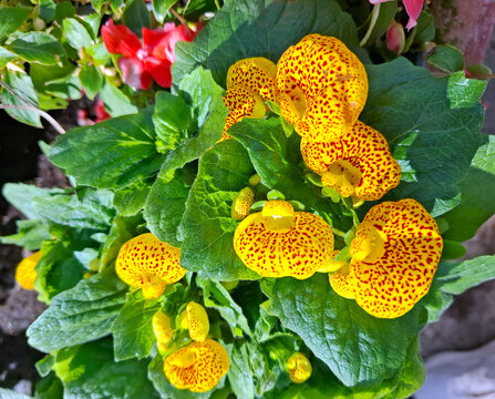Bright yellow slipper plants grow in garden with green leaves and colorful flowers under sunlight in spring