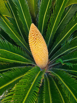 Vibrant yellow cycad cone blooming among green palm like leaves in tropical setting