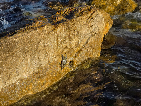 Wild sea crab crawls on coastal rock while waves splash around 