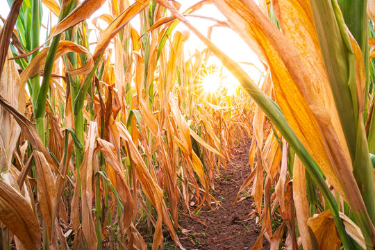 Parched corn field during 2022 summer - France