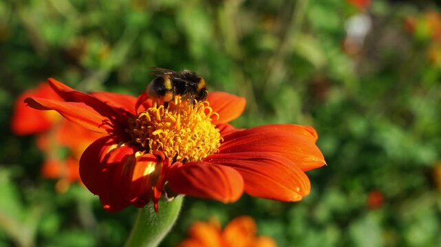 Close up of bumblebee collecting nectar from an orange flower. Detailed pollinator activity, pollen transfer, botany, wildlife and nature conservation. 