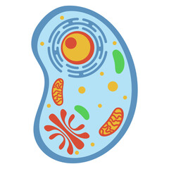 Naklejka premium Illustration of Animal Cell Structure