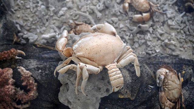 Pale crab crawling on a rugged coastal rock surface surrounded by barnacles and marine textures.