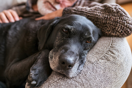 老犬介護でシニア犬に寄り添う飼い主 高齢ペットのケアと家族の絆