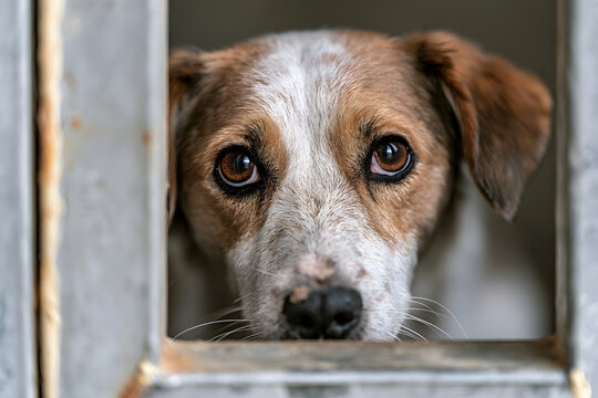 保護犬がこちらを見つめる 犬の里親募集と動物保護のイメージ