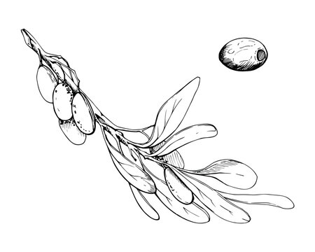Fruiting olive branch with detailed elongated leaves on stem, natural structure. Hand drawn pencil illustration. Botanical studies, food packaging, Mediterranean publications, Aegean garden references