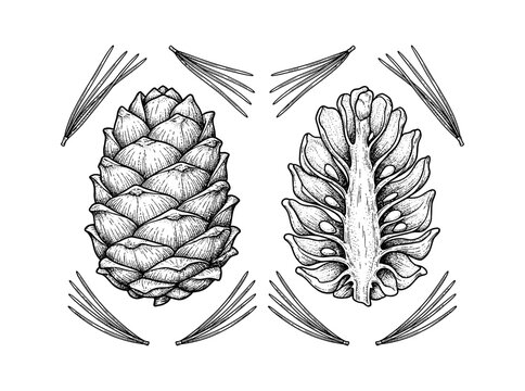 Black and white ink drawing of two pine cones with needles isolated on transparent background, Vector