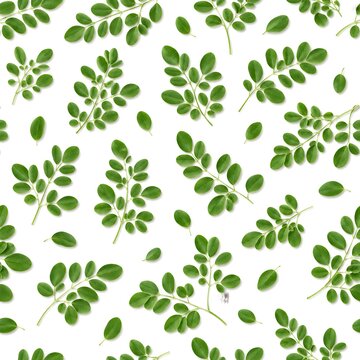 Seamless botanical pattern featuring fresh moringa (Moringa oleifera) leaves with realistic detail, natural green tones, and elegant repeating design on a white background for fabric and packaging.